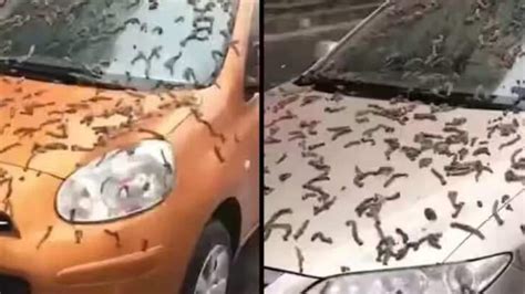 A video of what appears to be worms falling from the sky has stunned the internet - but all is not as it appears. Cars are shown in the video, covered in worm-like objects after heavy rain in China.